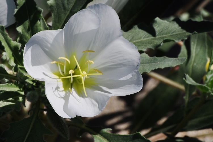 white flower